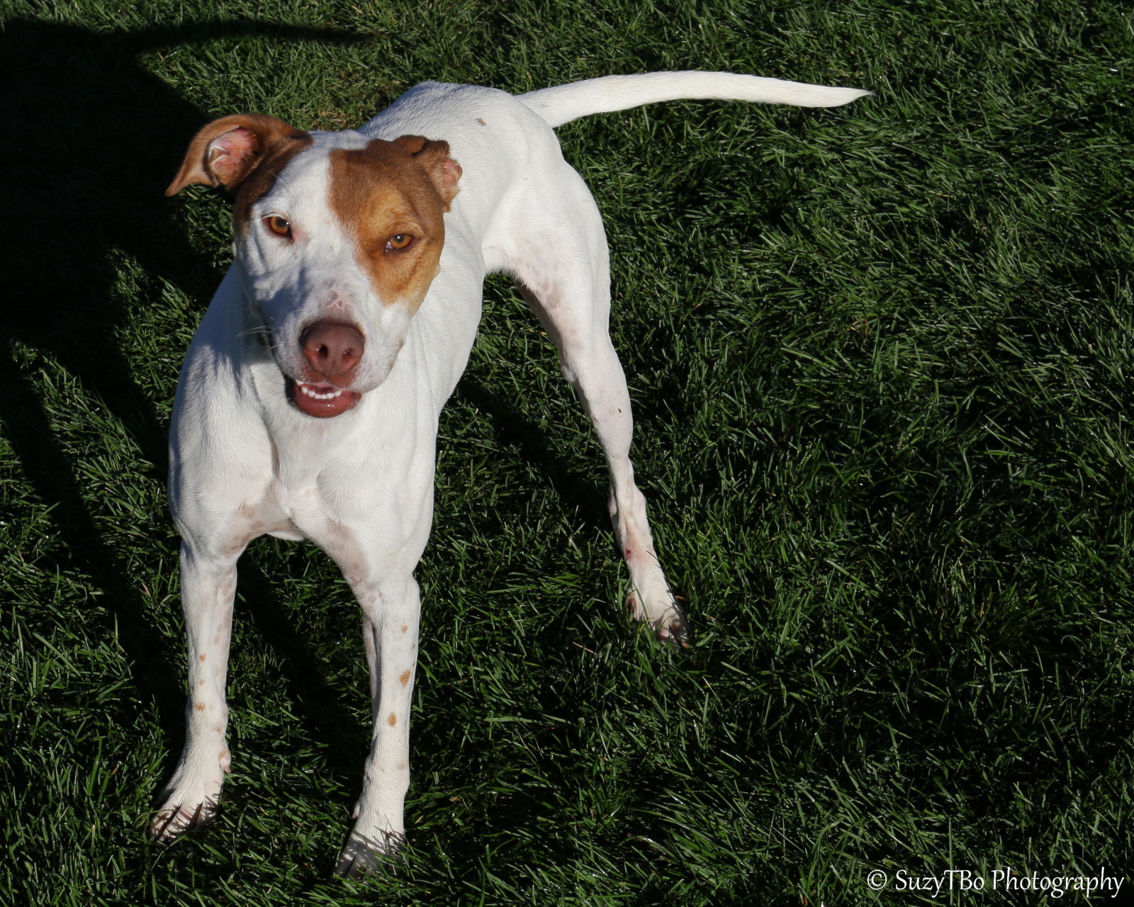 Aries, an adoptable Pit Bull Terrier, Pointer in Montrose, CO, 81401 | Photo Image 6