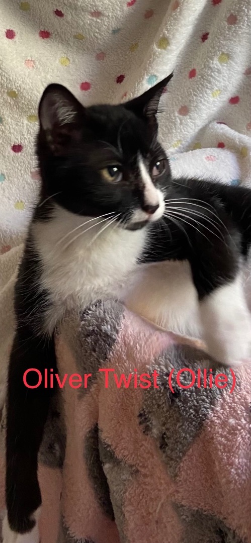 Oliver Twist, an adoptable Domestic Short Hair in Los Angeles, CA_image-1