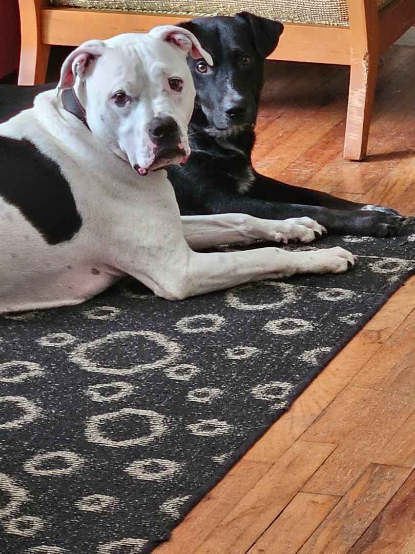 Petey - EXT ER 2
