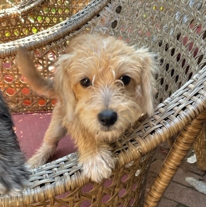 Cuddles, an adopted Yorkshire Terrier & Miniature Poodle Mix in Rochester, NY_image-2