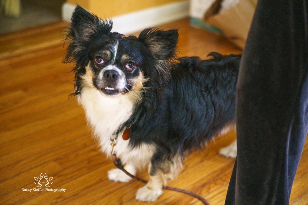 Seamus, an adoptable Papillon in Jamesville, NY, 13078 | Photo Image 1