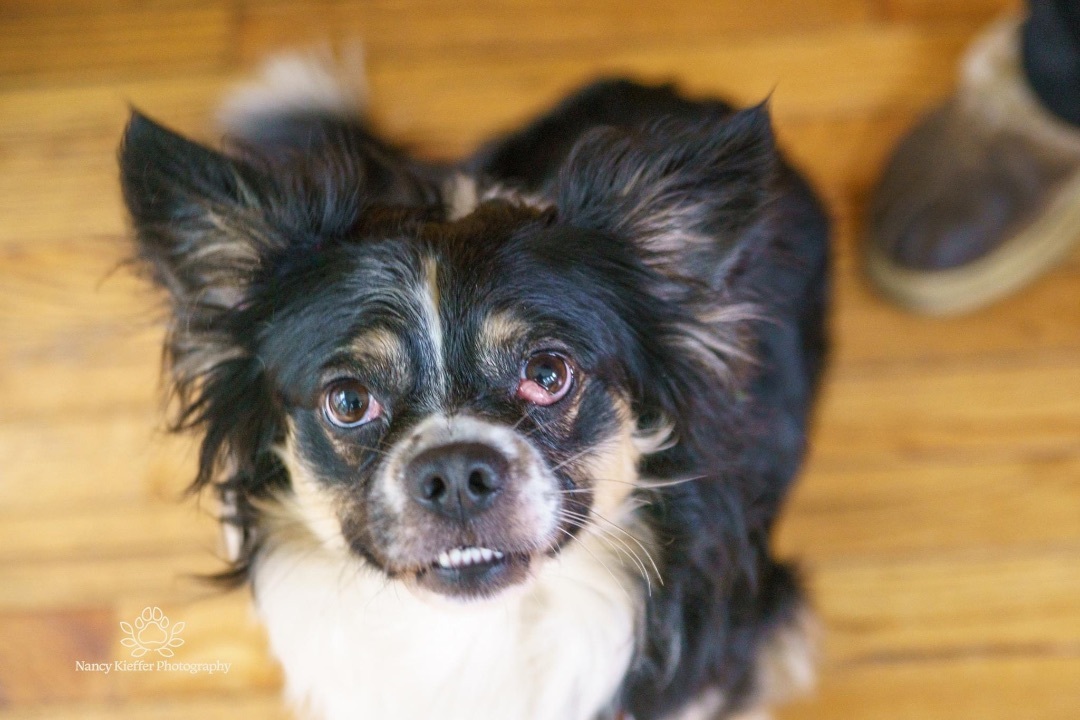 Seamus, an adoptable Papillon in Jamesville, NY, 13078 | Photo Image 2