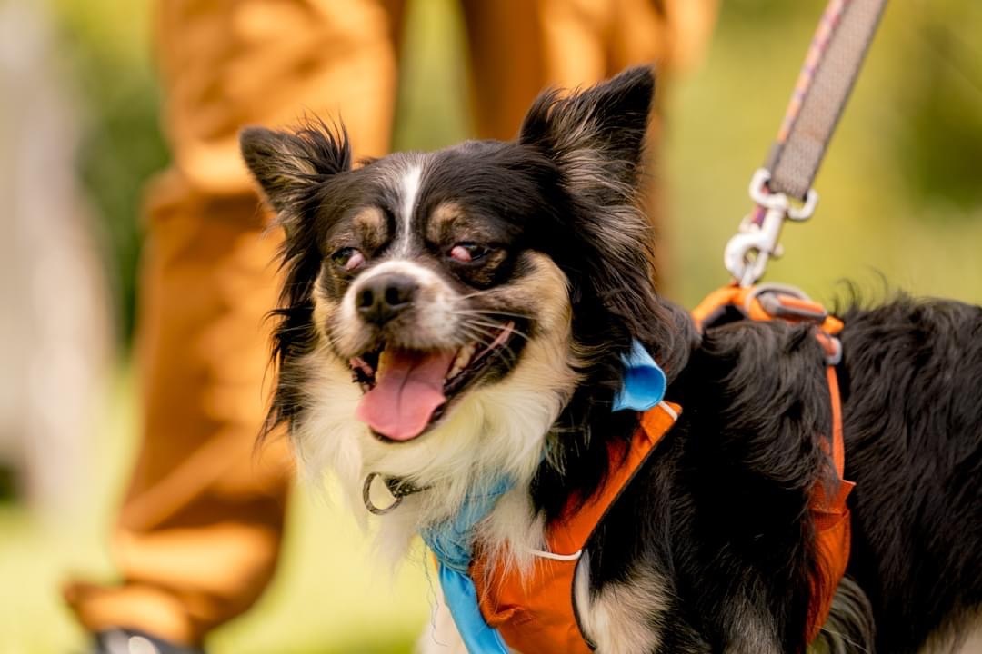 Seamus, an adoptable Papillon in Jamesville, NY, 13078 | Photo Image 3