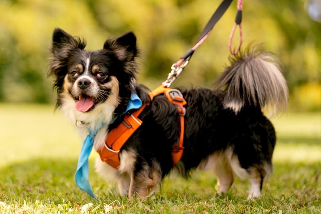 Seamus, an adoptable Papillon in Jamesville, NY, 13078 | Photo Image 4