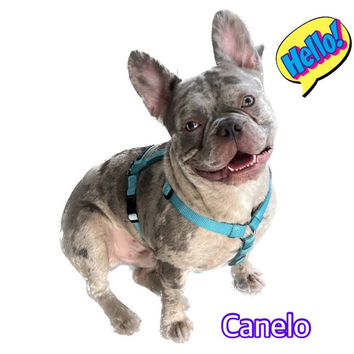Canelo, an adoptable French Bulldog in Hollywood, FL_image-1