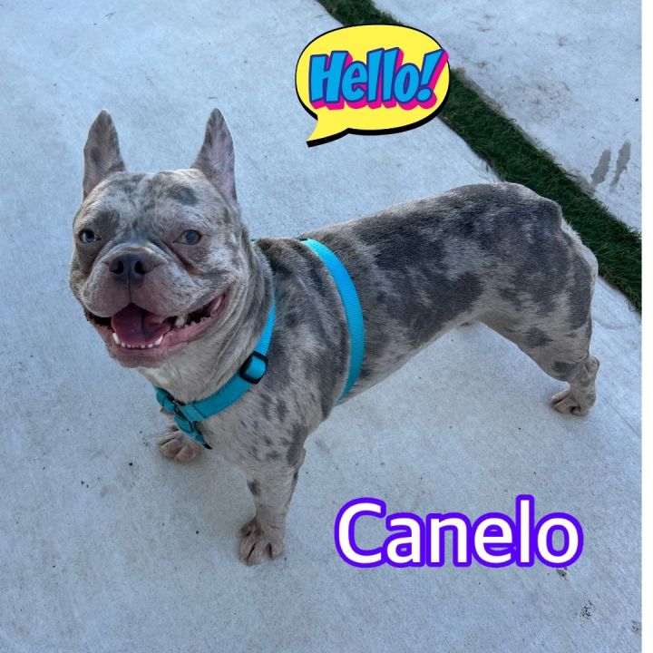 Canelo, an adoptable French Bulldog in Hollywood, FL_image-2