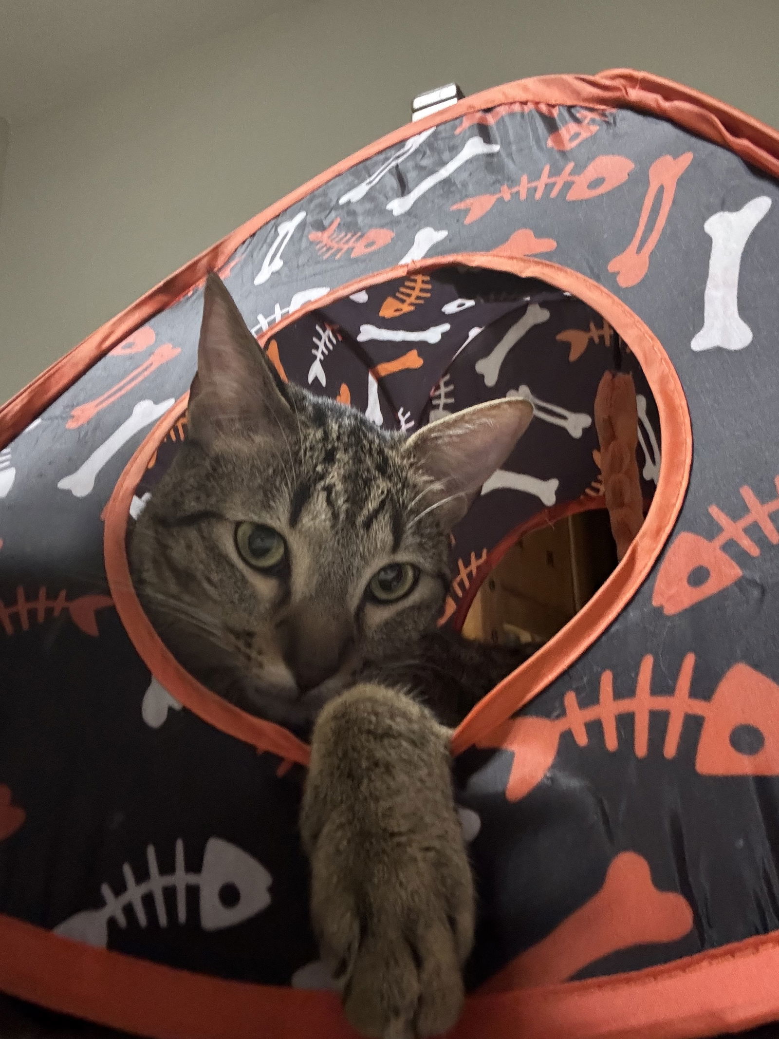 Cannon, an adoptable Tabby, Domestic Short Hair in MONTGOMERY, TX, 77356 | Photo Image 2