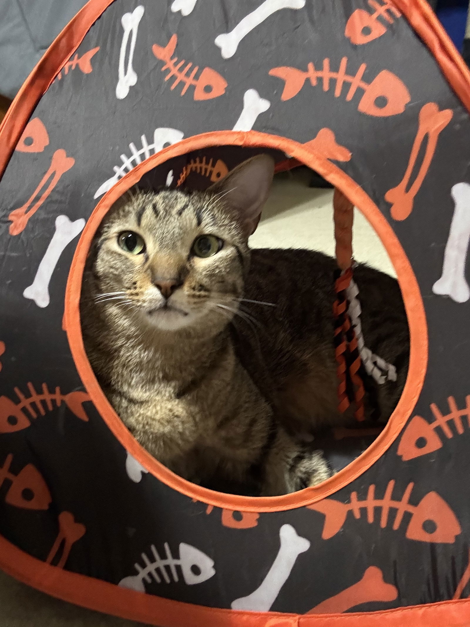 Cannon, an adoptable Tabby, Domestic Short Hair in MONTGOMERY, TX, 77356 | Photo Image 2