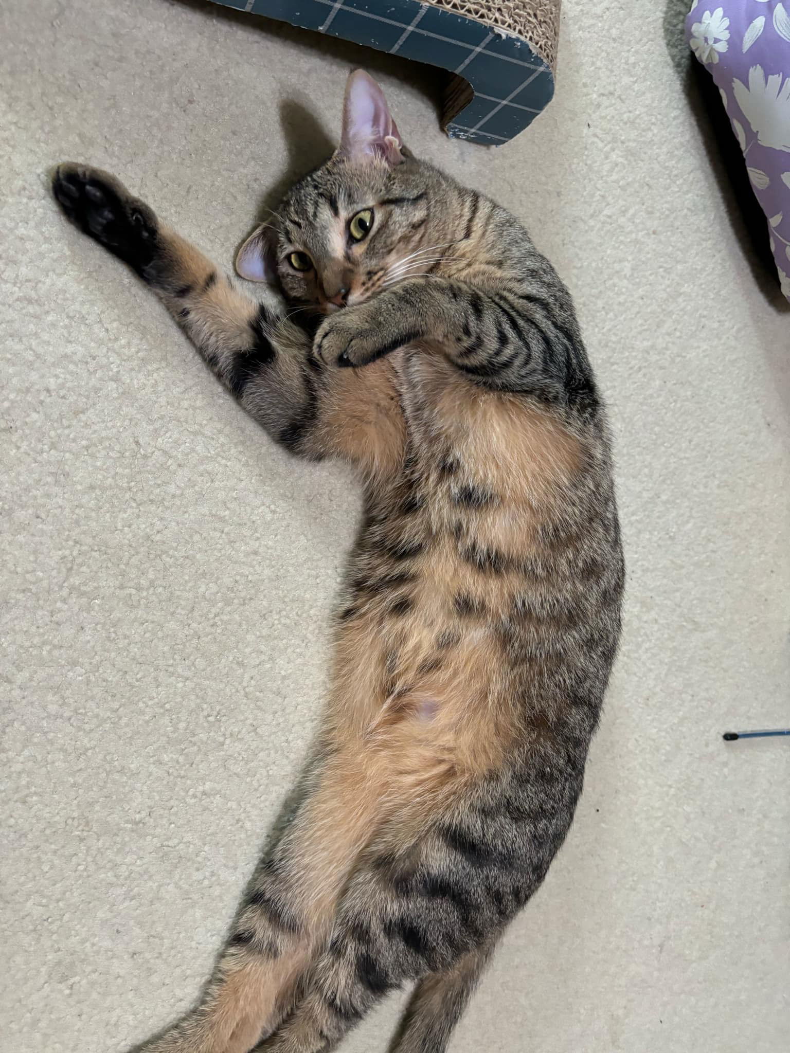 Cannon, an adoptable Tabby, Domestic Short Hair in MONTGOMERY, TX, 77356 | Photo Image 3