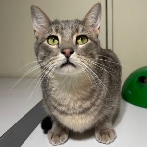 Harry, Adult Male Domestic Short Hair