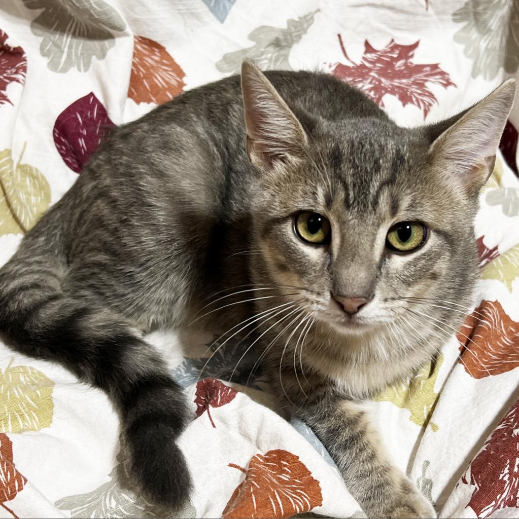 Harry, an adoptable Domestic Short Hair in Mount Juliet, TN, 37122 | Photo Image 2