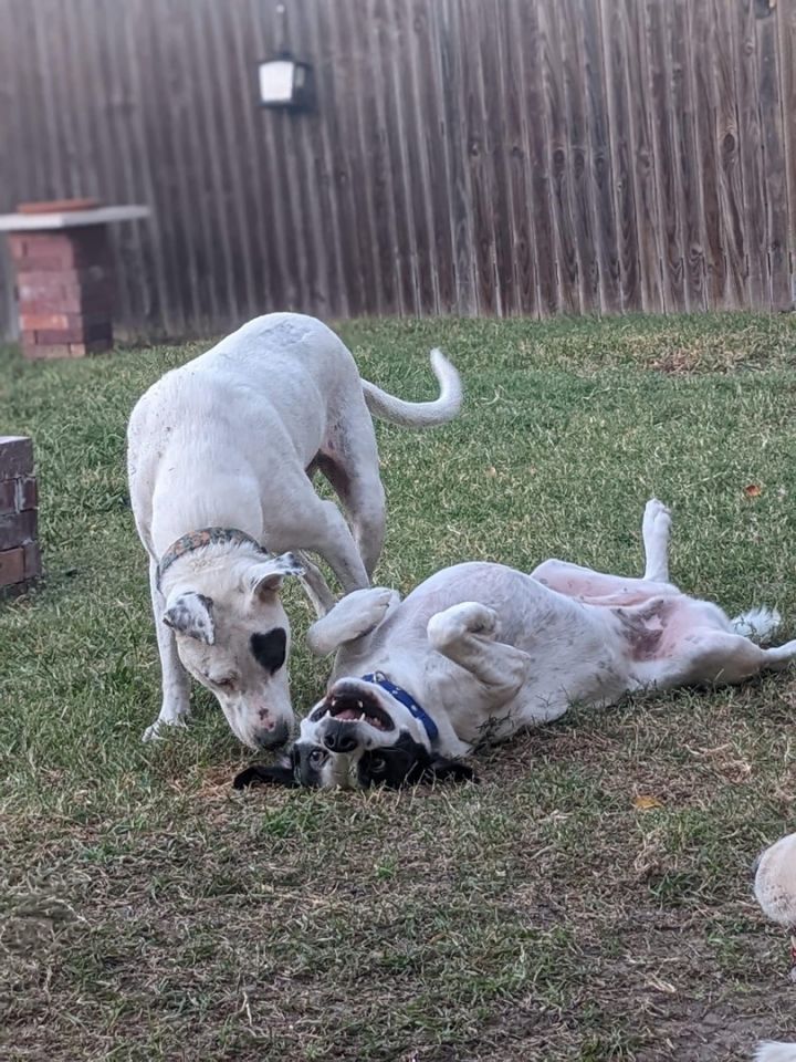 Dog for adoption Clementine, an American Bulldog & Labrador Retriever