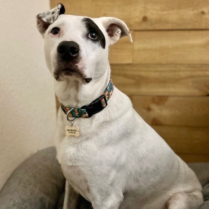 Dog for adoption Clementine, an American Bulldog & Labrador Retriever