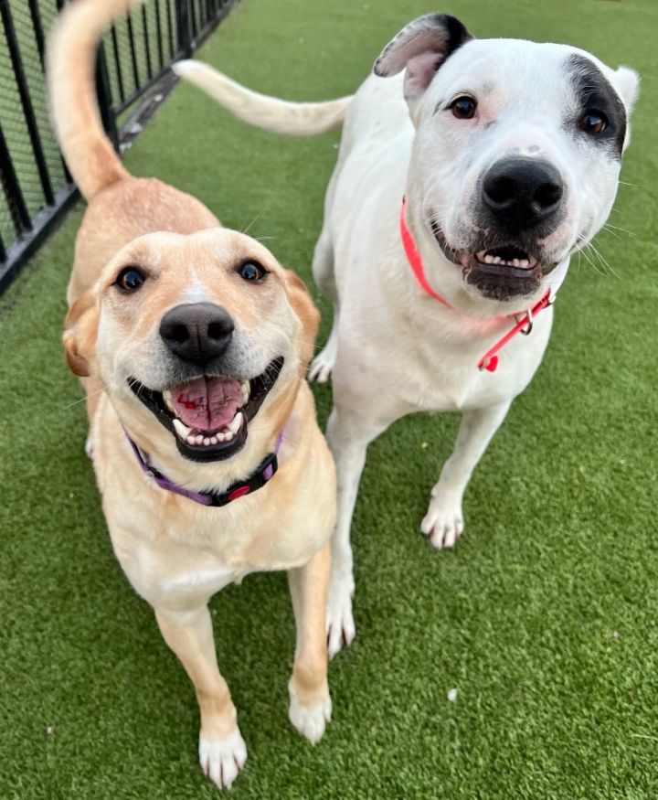 Dog for adoption Clementine, an American Bulldog & Labrador Retriever