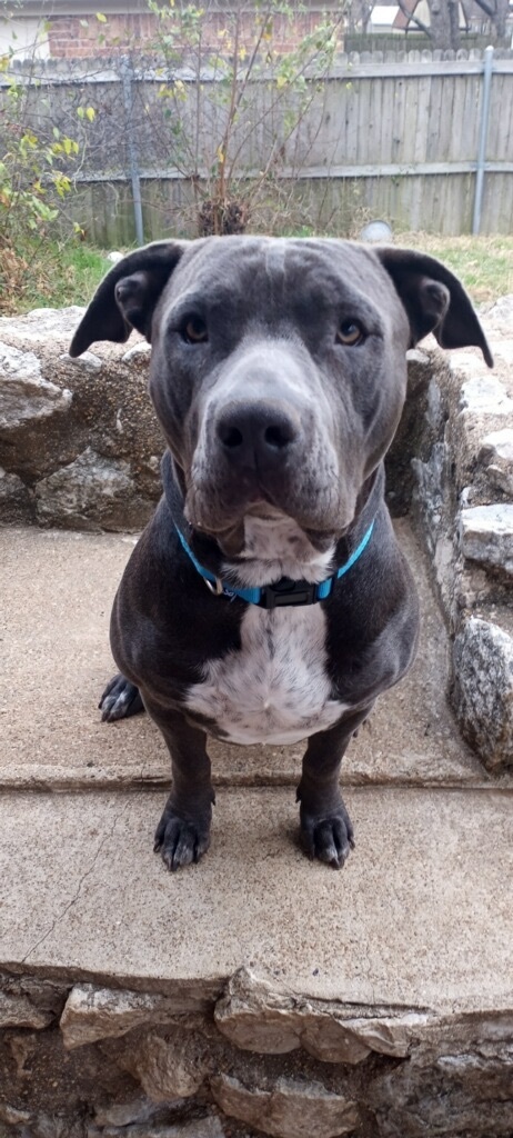 Pixie, an adoptable Pit Bull Terrier & Shar-Pei Mix in Colorado Springs, CO_image-5