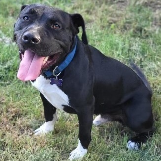 Max, an adoptable Pit Bull Terrier Mix in Colorado Springs, CO_image-1