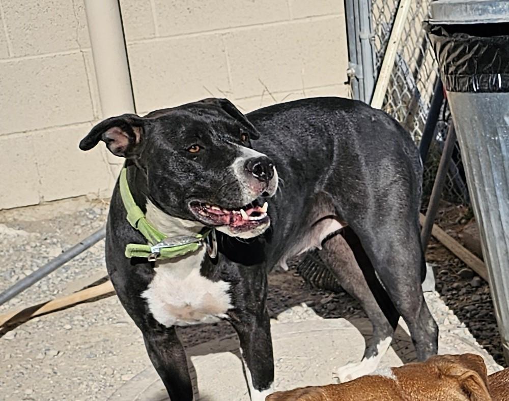 Dog for adoption Whitney, a Pit Bull Terrier in Pahrump, NV Petfinder
