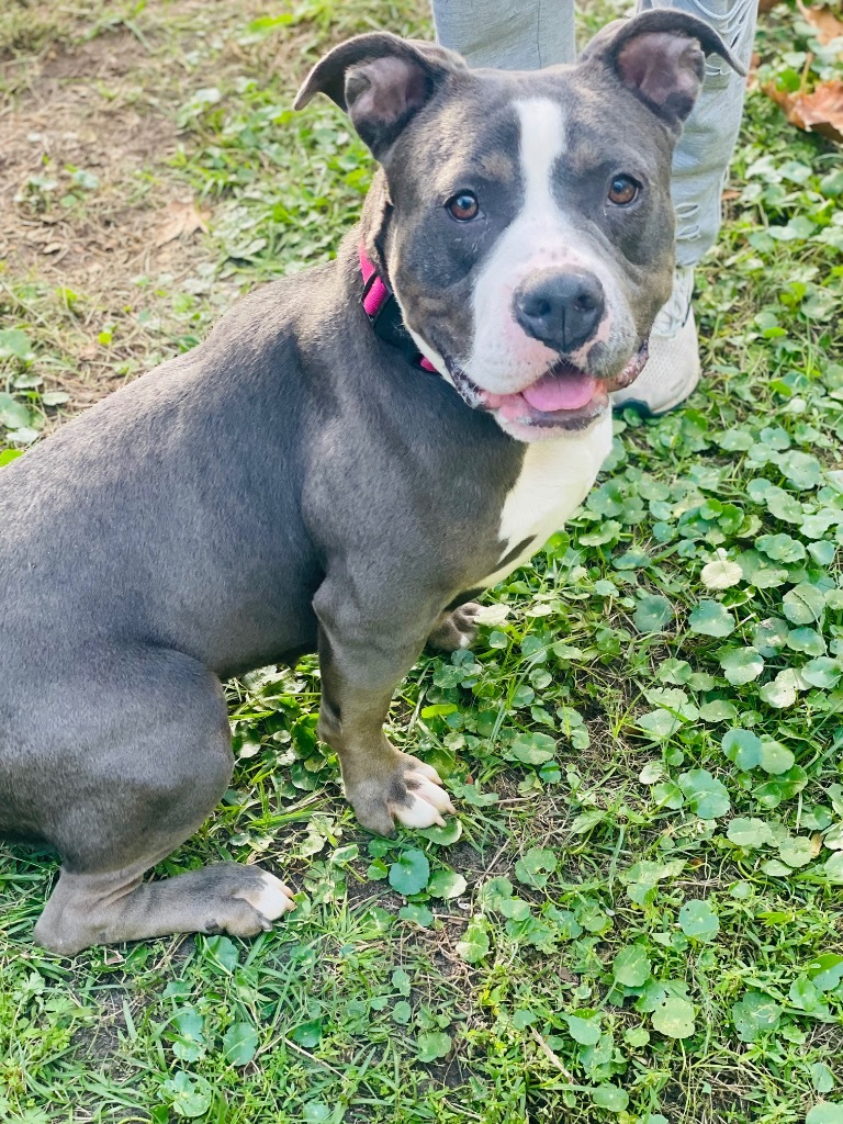 Bethany, an adoptable American Staffordshire Terrier, Mixed Breed in St. Augustine, FL, 32084 | Photo Image 2