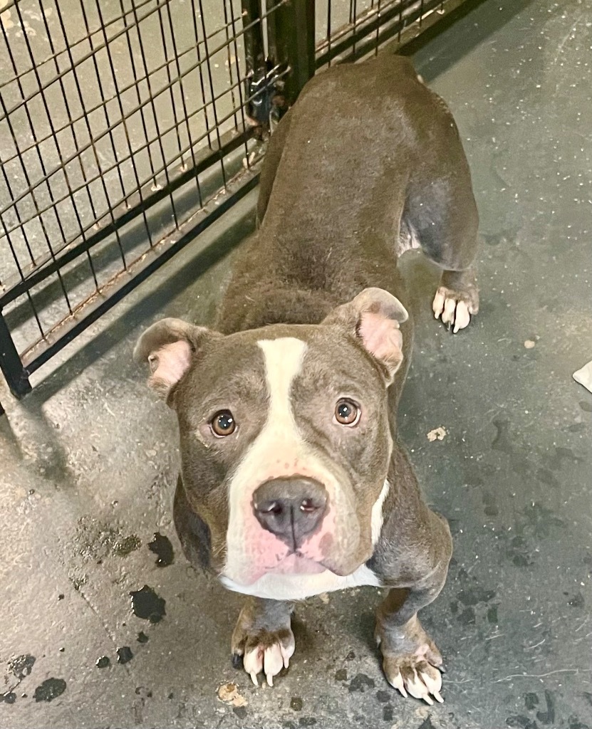 Bethany, an adoptable American Staffordshire Terrier, Mixed Breed in St. Augustine, FL, 32084 | Photo Image 3