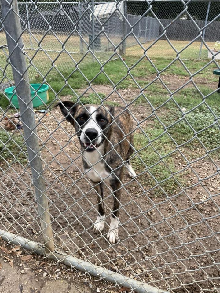 Shepherd of the store hills animal shelter