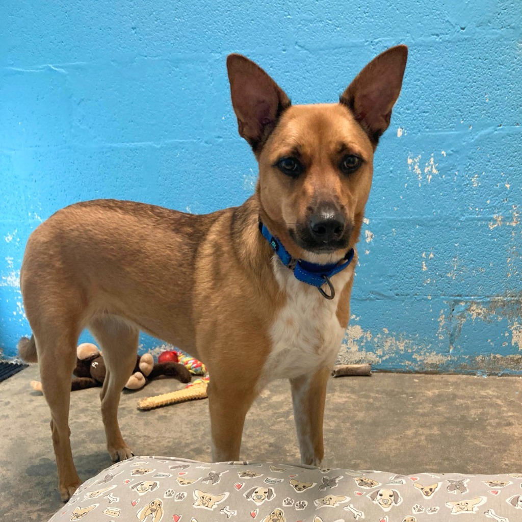 Penny, an adoptable Australian Cattle Dog / Blue Heeler, Shepherd in Laurie, MO, 65038 | Photo Image 1