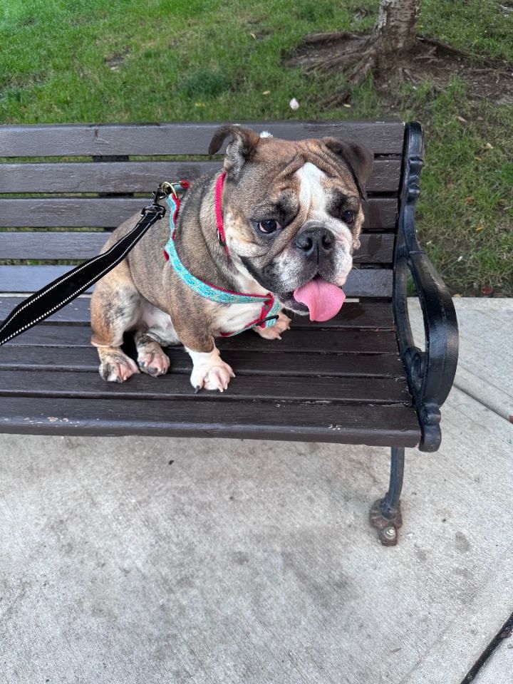 Weezy , an adoptable English Bulldog in Scranton, PA_image-5