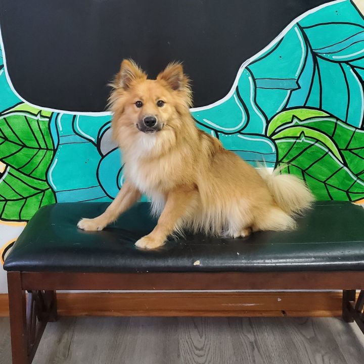 collie pomeranian mix