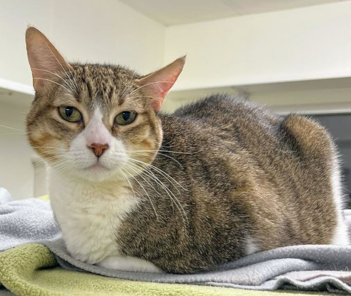 Maple, an adoptable Tabby in Maple Ridge, BC_image-1