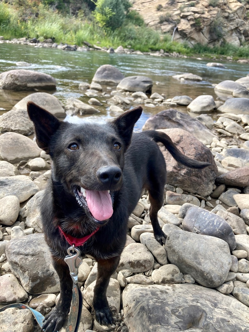 Pete, an adoptable Australian Cattle Dog / Blue Heeler, Schipperke in Durango, CO, 81302 | Photo Image 5
