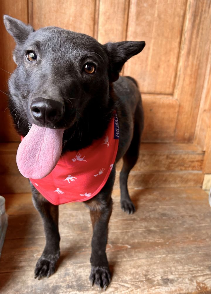 Schipperke blue 2024 heeler mix