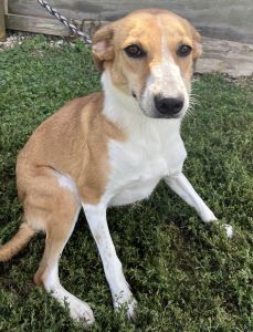 Ginger, an adoptable Cattle Dog, Greyhound in Sistersville, WV, 26175 | Photo Image 1