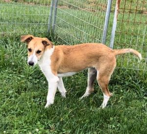 Ginger, an adoptable Cattle Dog, Greyhound in Sistersville, WV, 26175 | Photo Image 1