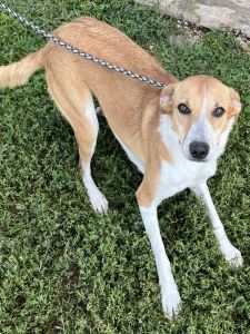 Ginger, an adoptable Cattle Dog, Greyhound in Sistersville, WV, 26175 | Photo Image 2