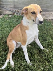 Ginger, an adoptable Cattle Dog, Greyhound in Sistersville, WV, 26175 | Photo Image 3