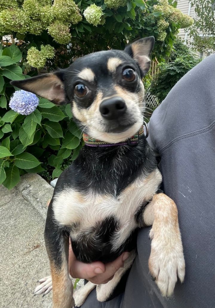 Lulu, an adoptable Chihuahua in Natick, MA_image-2