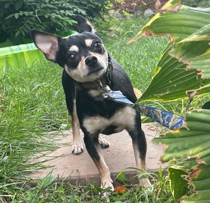 Lulu, an adoptable Chihuahua in Natick, MA_image-3