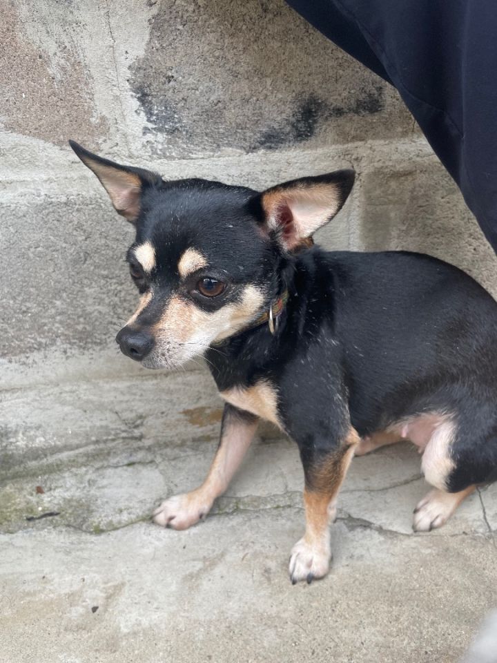 Lulu, an adoptable Chihuahua in Natick, MA_image-6