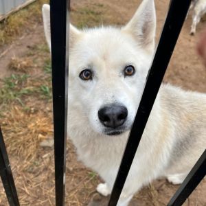 Luna 3, Senior Female Husky