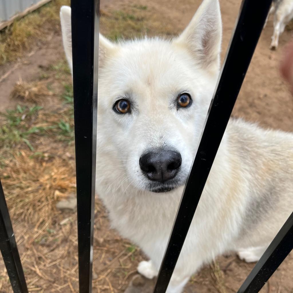 Luna 3, an adoptable Husky in Eufaula, OK, 74432 | Photo Image 1