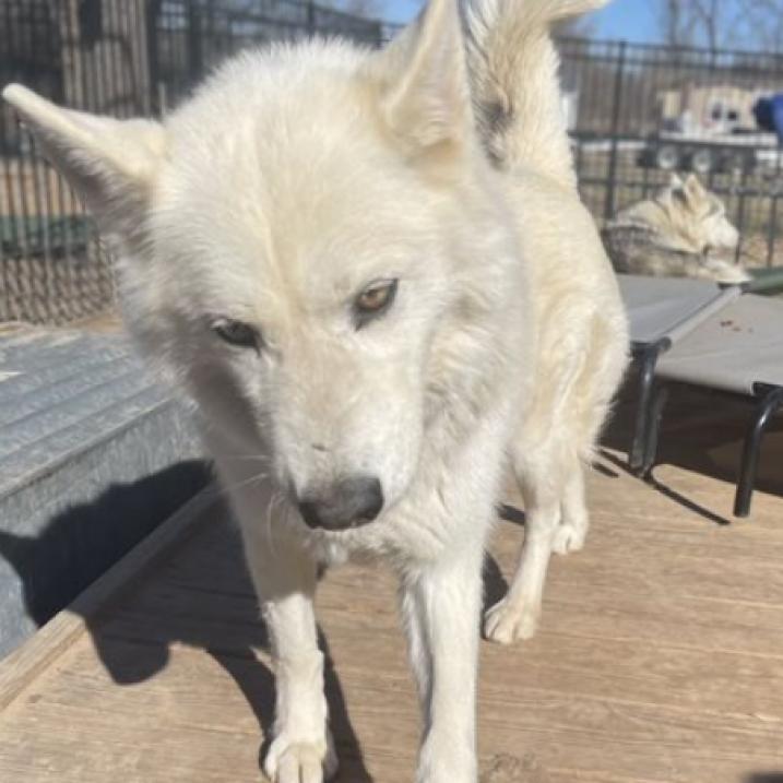 Luna 3, an adoptable Husky in Eufaula, OK, 74432 | Photo Image 2