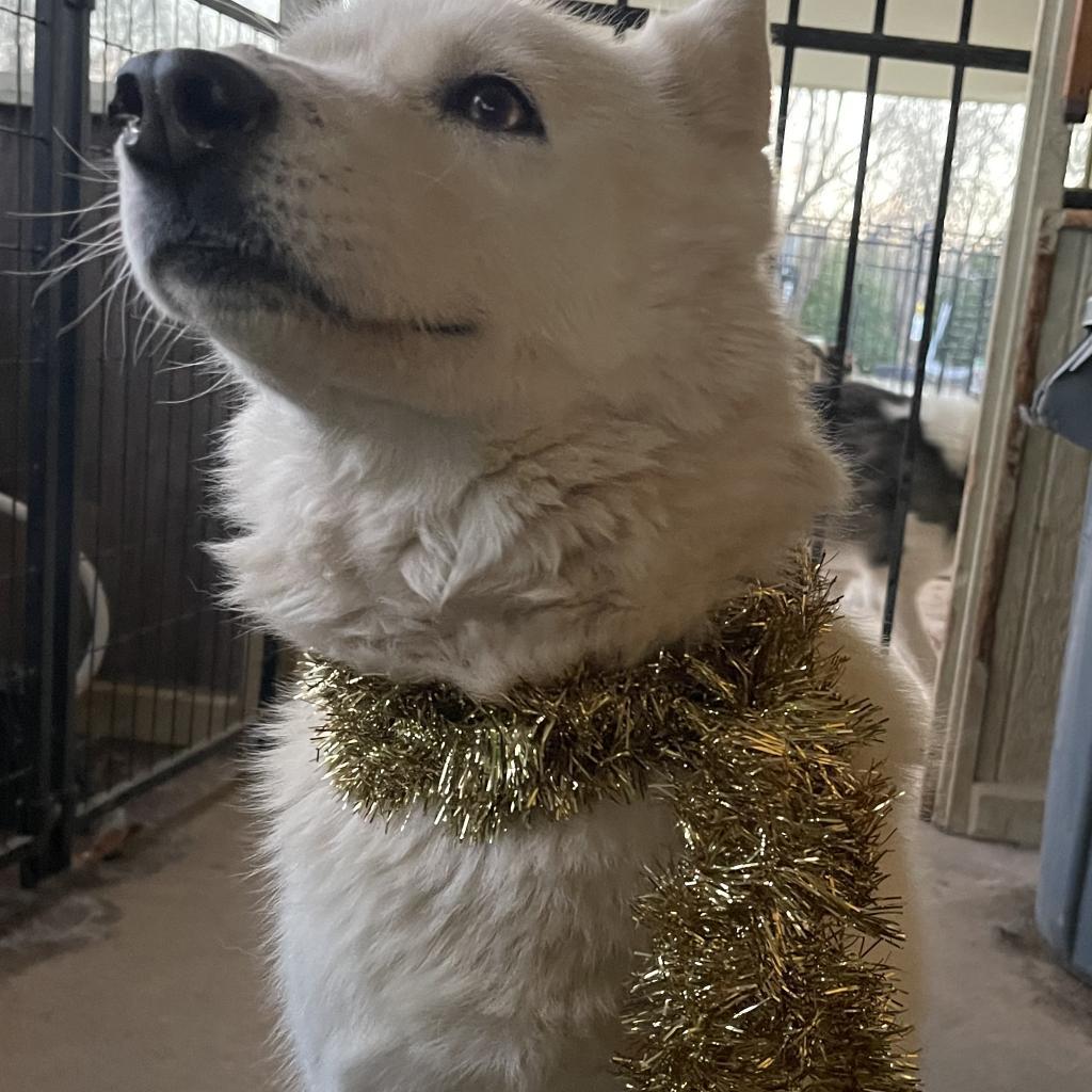 Luna 3, an adoptable Husky in Eufaula, OK, 74432 | Photo Image 3