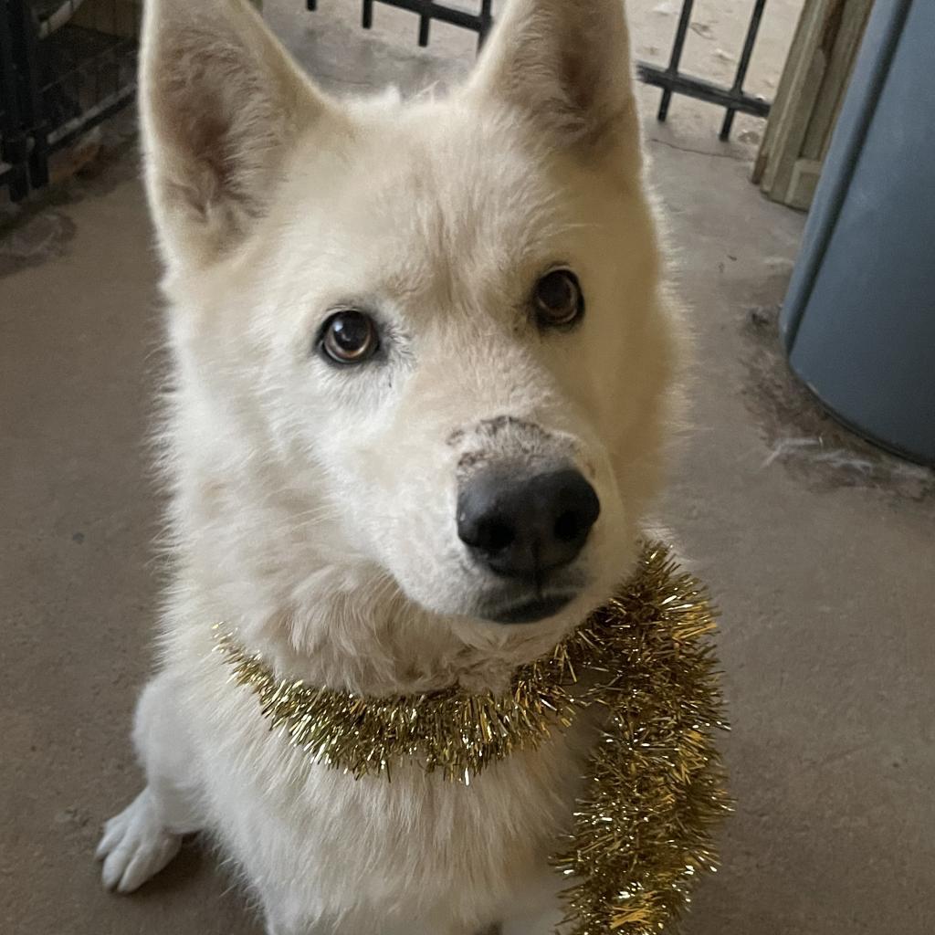 Luna 3, an adoptable Husky in Eufaula, OK, 74432 | Photo Image 4