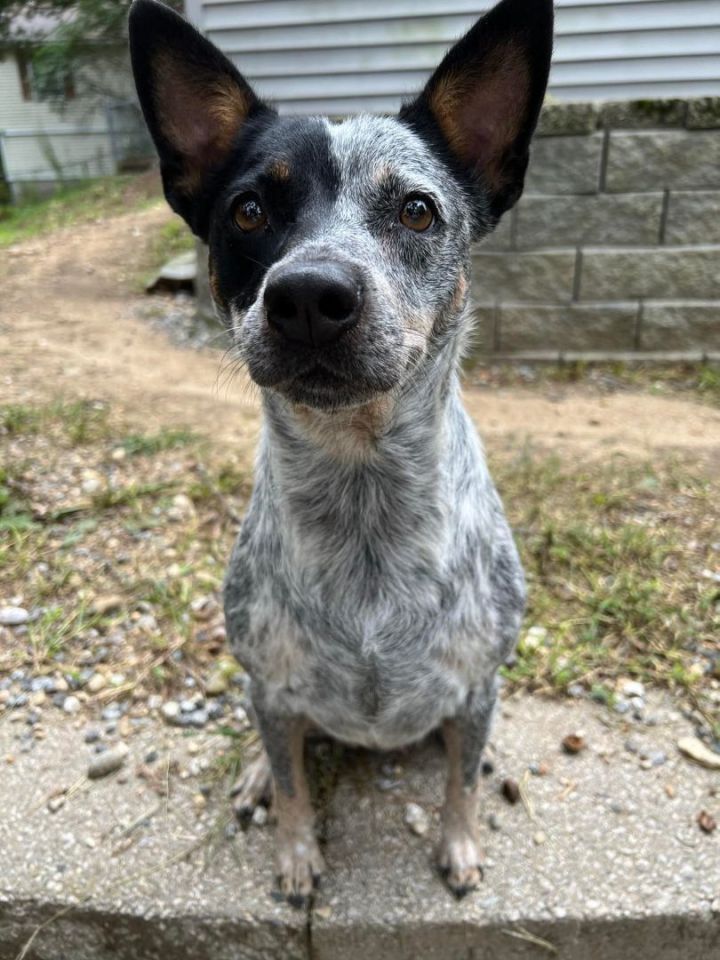 Ophelia in NH , an adoptable Australian Cattle Dog / Blue Heeler in Manchester, NH_image-1
