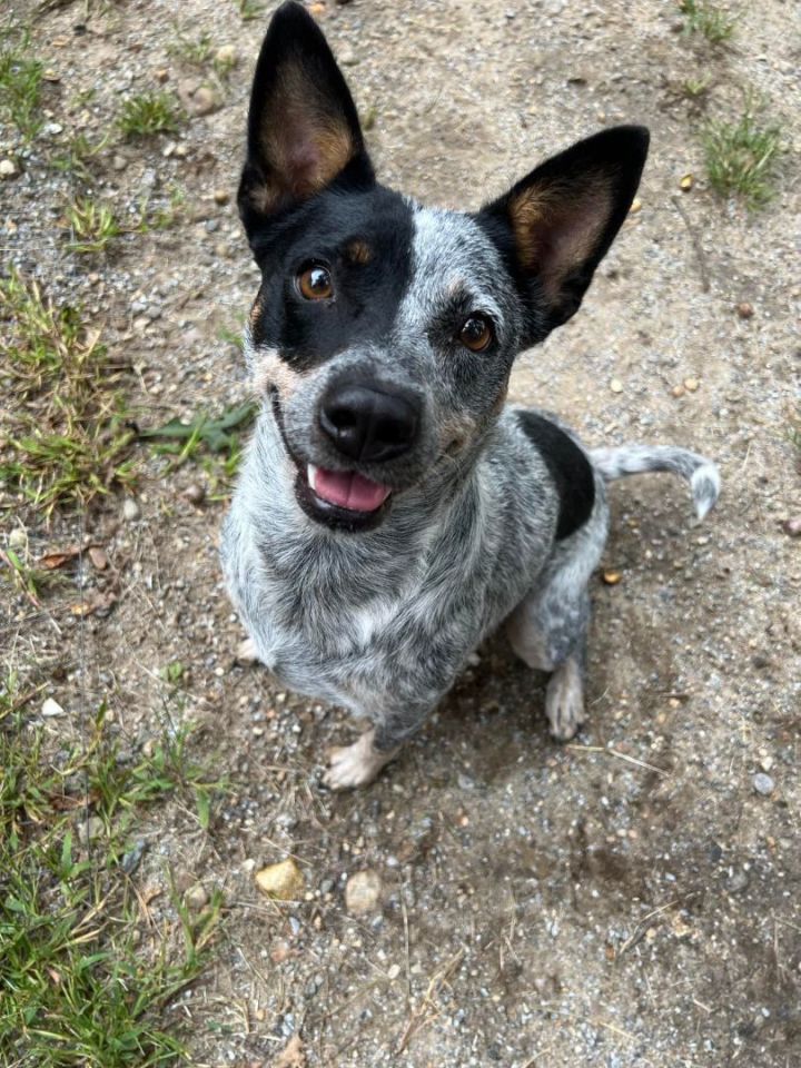 Ophelia in NH , an adoptable Australian Cattle Dog / Blue Heeler in Manchester, NH_image-3