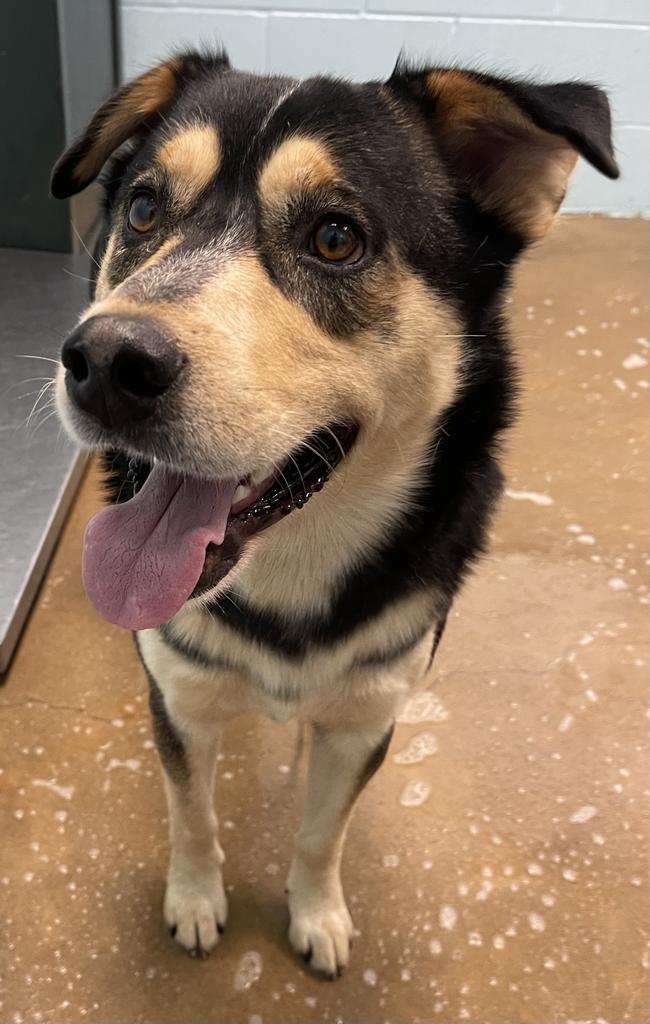 Australian shepherd border collie german 2024 shepherd mix