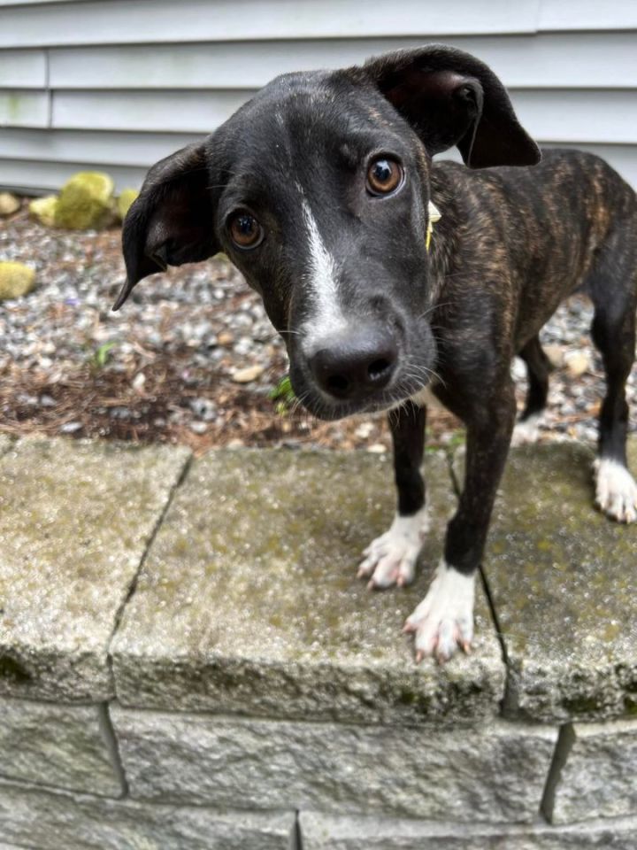 Nyla in NH , an adoptable Boston Terrier & Italian Greyhound Mix in Manchester, NH_image-2