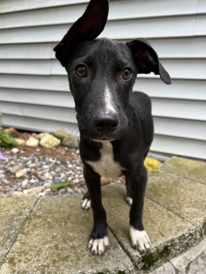Nico in NH , an adoptable Boston Terrier & Italian Greyhound Mix in Manchester, NH_image-2