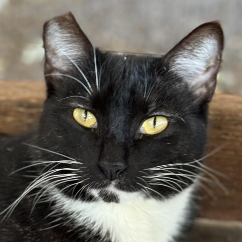 Shilo, an adoptable Domestic Short Hair in Redwood Valley, CA, 95470 | Photo Image 1