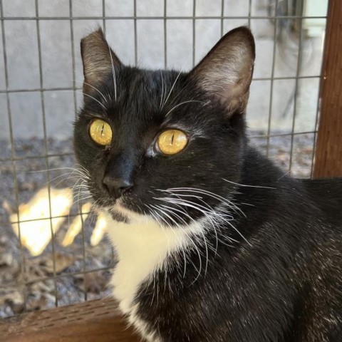 Shilo, an adoptable Domestic Short Hair in Redwood Valley, CA, 95470 | Photo Image 3