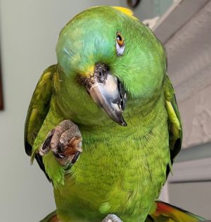 Petfinder birds store